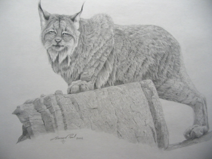 Big Lynx